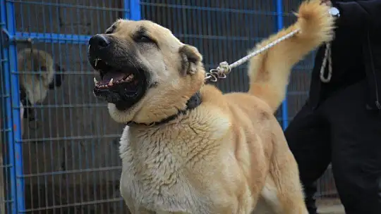 Hobisini işe dönüştüren vatandaş insan boyunda çoban köpekleriyle çiftlik kurdu