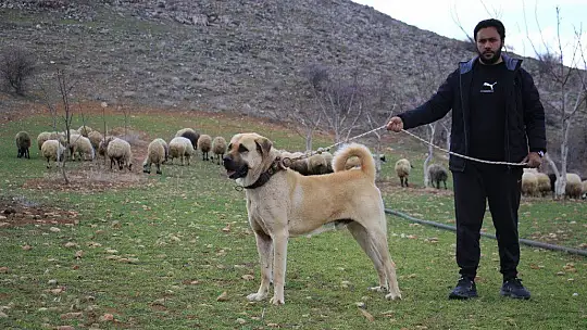 Hobisini işe dönüştüren vatandaş insan boyunda çoban köpekleriyle çiftlik kurdu