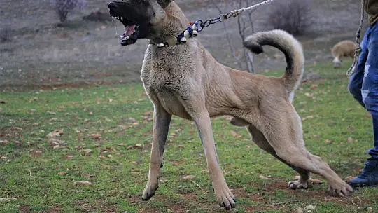 Hobisini işe dönüştüren vatandaş insan boyunda çoban köpekleriyle çiftlik kurdu