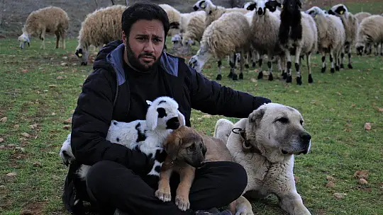 Hobisini işe dönüştüren vatandaş insan boyunda çoban köpekleriyle çiftlik kurdu