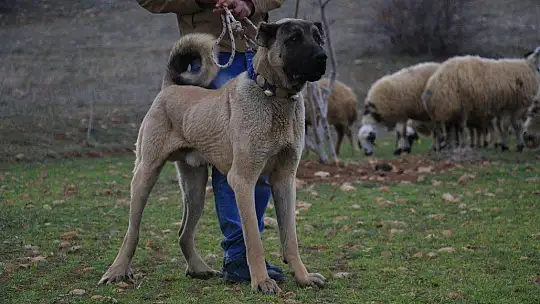 Hobisini işe dönüştüren vatandaş insan boyunda çoban köpekleriyle çiftlik kurdu