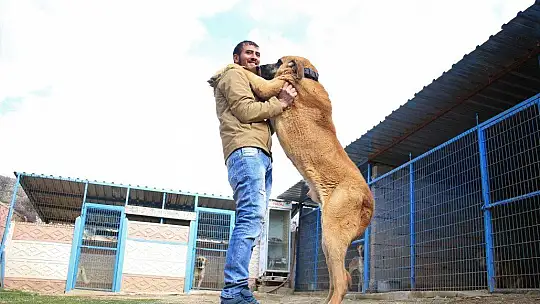 Hobisini işe dönüştüren vatandaş insan boyunda çoban köpekleriyle çiftlik kurdu