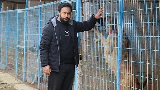 Hobisini işe dönüştüren vatandaş insan boyunda çoban köpekleriyle çiftlik kurdu