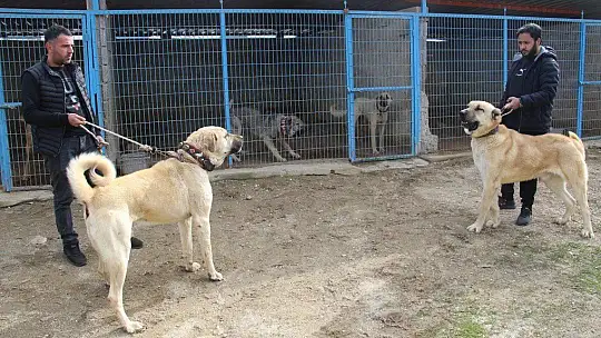 Hobisini işe dönüştüren vatandaş insan boyunda çoban köpekleriyle çiftlik kurdu