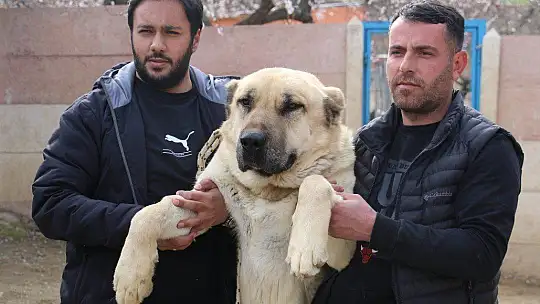 Hobisini işe dönüştüren vatandaş insan boyunda çoban köpekleriyle çiftlik kurdu