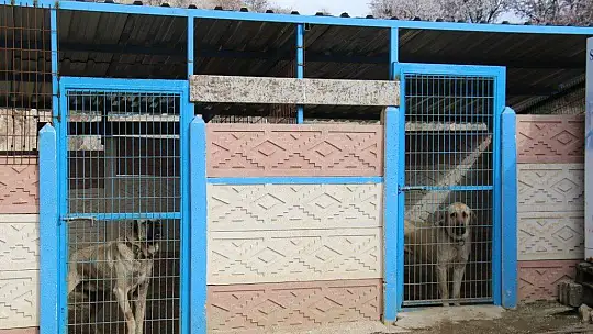 Hobisini işe dönüştüren vatandaş insan boyunda çoban köpekleriyle çiftlik kurdu