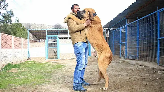 Hobisini işe dönüştüren vatandaş insan boyunda çoban köpekleriyle çiftlik kurdu