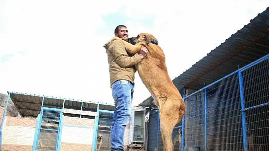 Hobisini işe dönüştüren vatandaş insan boyunda çoban köpekleriyle çiftlik kurdu
