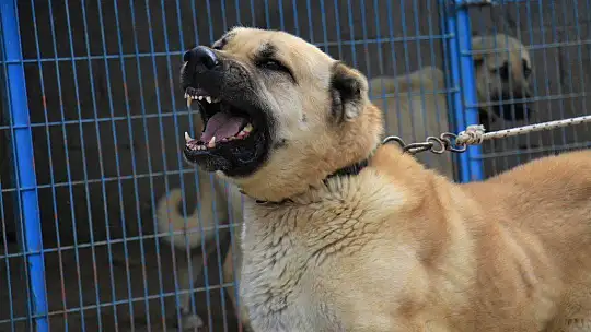 Hobisini işe dönüştüren vatandaş insan boyunda çoban köpekleriyle çiftlik kurdu
