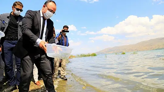 İlk defa üretimi yapılan 420 bin adet siraz balığı, Hazar Gölü'ne bırakıldı