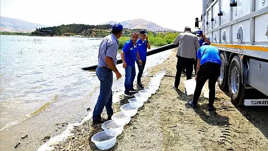 İlk defa üretimi yapılan 420 bin adet siraz balığı, Hazar Gölü'ne bırakıldı