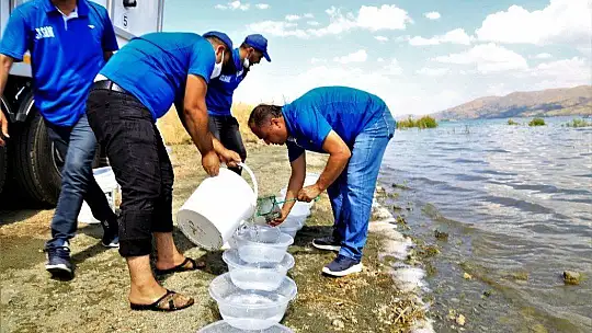 İlk defa üretimi yapılan 420 bin adet siraz balığı, Hazar Gölü'ne bırakıldı
