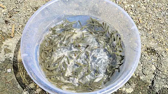 İlk defa üretimi yapılan 420 bin adet siraz balığı, Hazar Gölü'ne bırakıldı