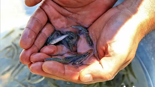 İlk defa üretimi yapılan 420 bin adet siraz balığı, Hazar Gölü'ne bırakıldı