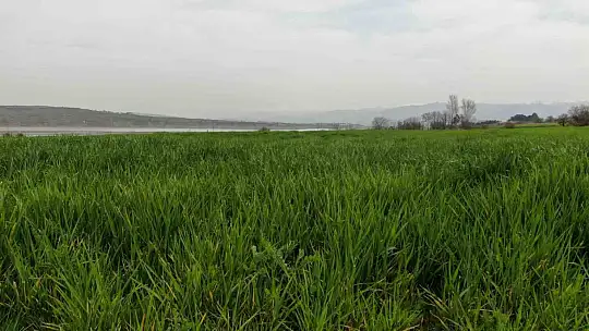 İlkbahar yağışları çiftçilerin yüzünü güldürdü