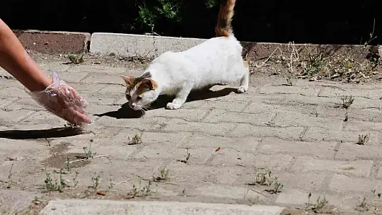 İlkokul öğrencileri sokak hayvanlarının yuvalarını onardı