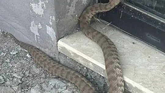 Isırığı bir insanı öldürmeye yetiyor: 2 metrelik engerek yılanı görüntülendi