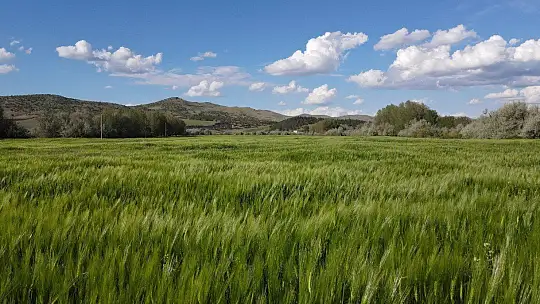 İstilacı çekirgenin düşmanı bu böcek
