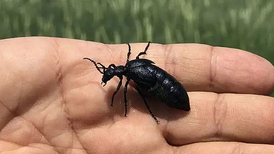 İstilacı çekirgenin düşmanı bu böcek