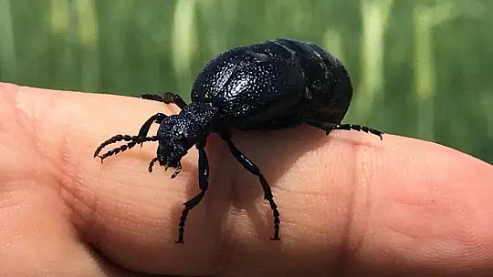 İstilacı çekirgenin düşmanı bu böcek