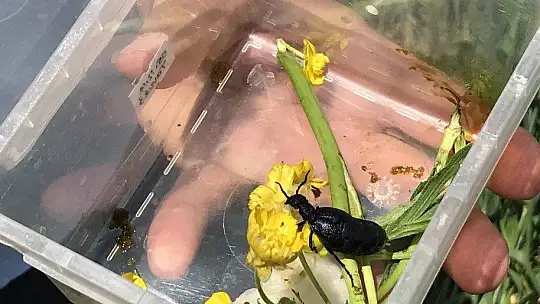 İstilacı çekirgenin düşmanı bu böcek