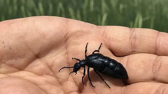 İstilacı çekirgenin düşmanı bu böcek