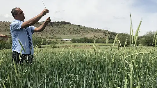 İstilacı çekirgenin düşmanı bu böcek