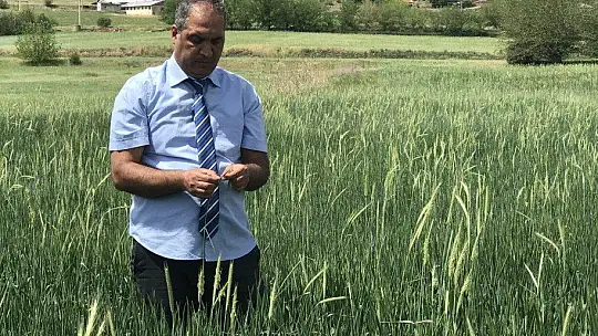 İstilacı çekirgenin düşmanı bu böcek