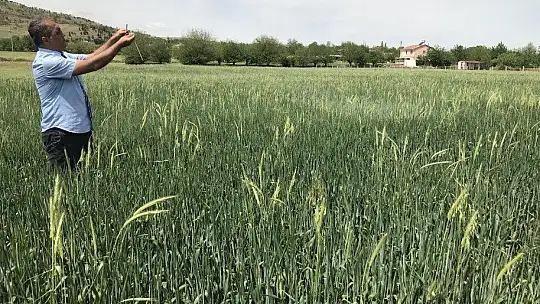 İstilacı çekirgenin düşmanı bu böcek