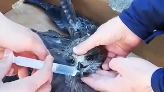 Jandarma bitkin haldeki şahine enjektörle su verip hastaneye ulaştırdı