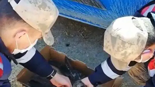 Jandarma bitkin haldeki şahine enjektörle su verip hastaneye ulaştırdı