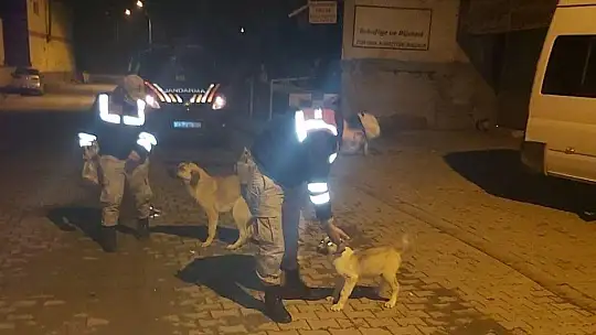 Jandarma, kısıtlama da sessiz dostlarını beslemeyi ihmal etmedi