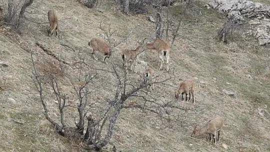 Jandarma yaban keçilerine saman, balıklara drone ile ekmek bıraktı