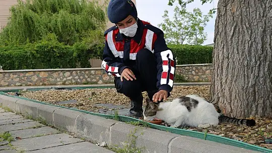 Jandarmadan, sokak hayvanlarına şefkat eli