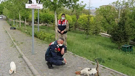 Jandarmadan, sokak hayvanlarına şefkat eli