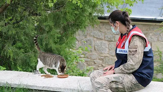 Jandarmadan, sokak hayvanlarına şefkat eli