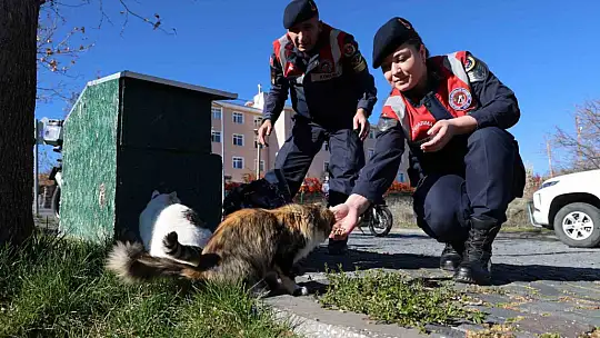 Jandarmadan, sokak hayvanlarına şefkat eli