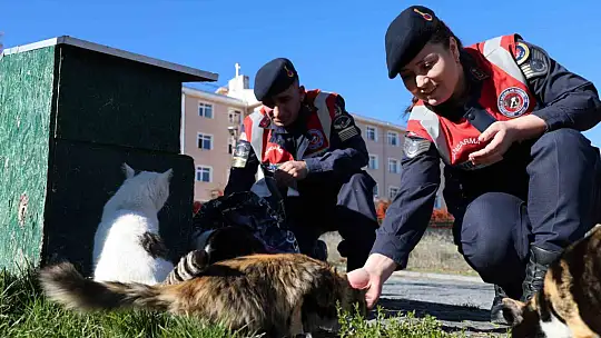 Jandarmadan, sokak hayvanlarına şefkat eli