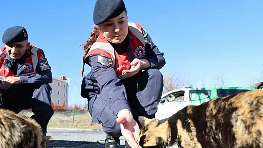 Jandarmadan, sokak hayvanlarına şefkat eli