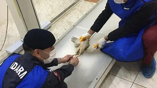 Jandarmanın önüne düşen yaralı keklik tedavi altına alındı