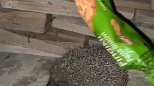 Kafasını ambalaja sıkıştıran kirpiyi duyarlı vatandaş kurtardı