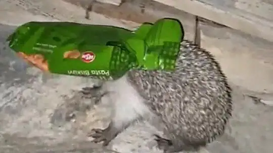 Kafasını ambalaja sıkıştıran kirpiyi duyarlı vatandaş kurtardı