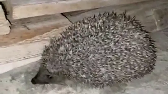 Kafasını ambalaja sıkıştıran kirpiyi duyarlı vatandaş kurtardı