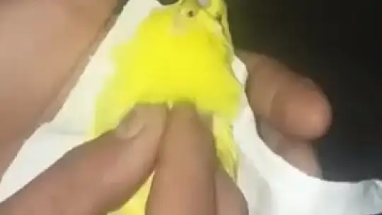 Kalp masajı yapıp Fatiha okudular, kuşu hayatta tutmayı başardılar