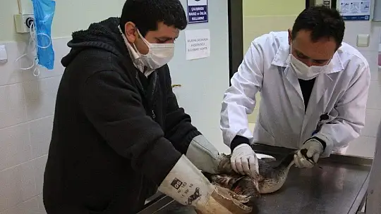 'Karabatak' Kuşu Tedavi Altına Alındı
