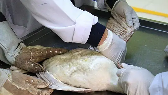 'Karabatak' Kuşu Tedavi Altına Alındı