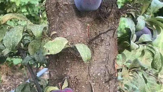 Kara erik meyvesi ağacın dalında değil, gövdesinde çıktı
