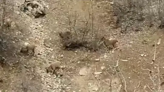 Karakoçan'da dağ keçileri sürü halinde görüntülendi