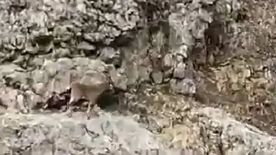 Karakoçan'da dağ keçileri sürü halinde görüntülendi