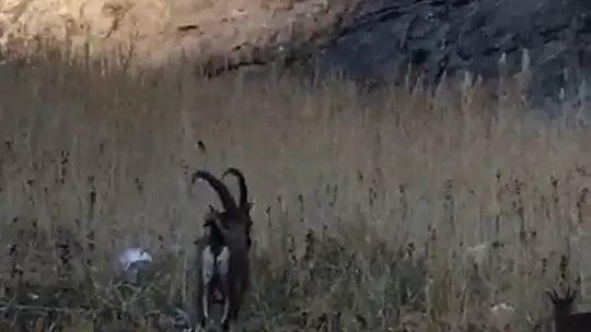 Yaban Keçi Sürüsü Nerede Görüntülendi?